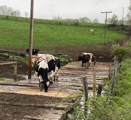 Cows walk on timber mats on a farm in Pennsylvania.png