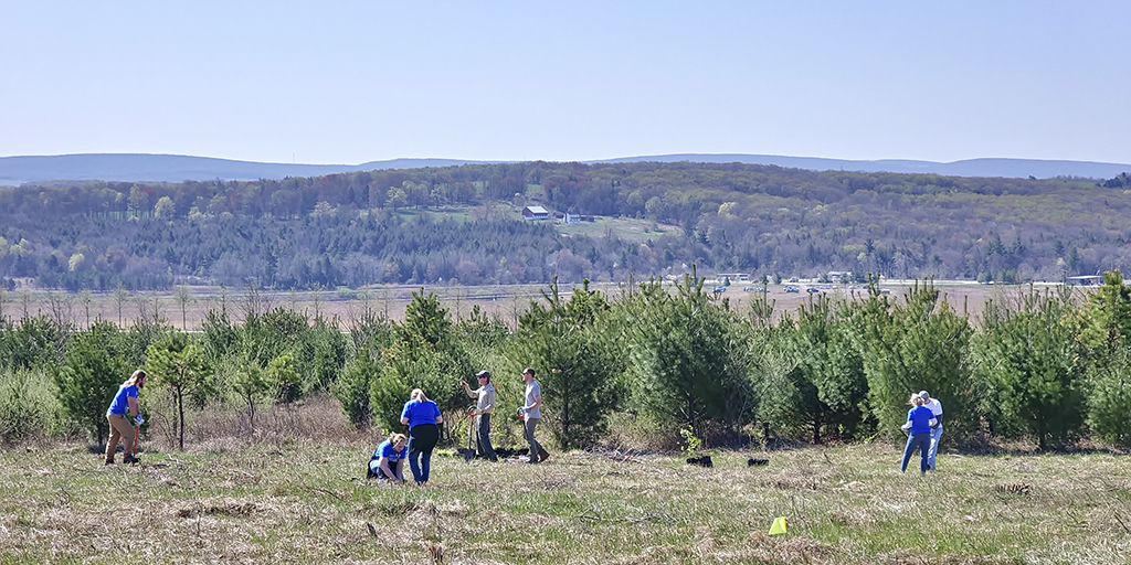 People plant trees on abandoned mine land