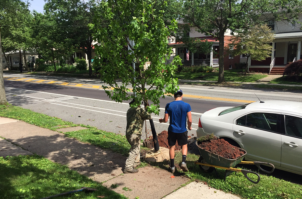 Two men plant a large tree in a residential neighborhood along the street next to a white car.