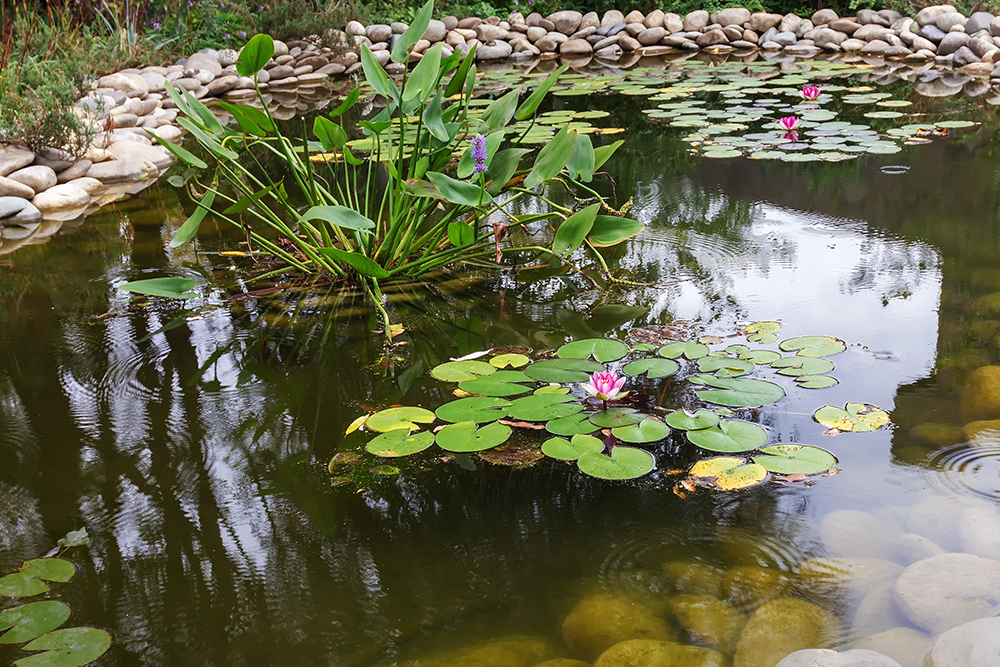 An ornamental pond