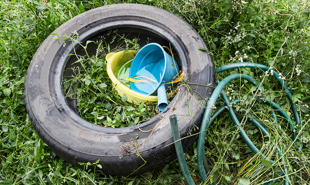Standing water trapped in tire and containers breed mosquitoes