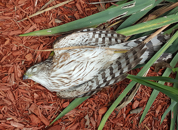 A dead bird in Pennsylvania