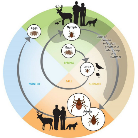 Circular graphic showing the seasonal tick lifestyle
