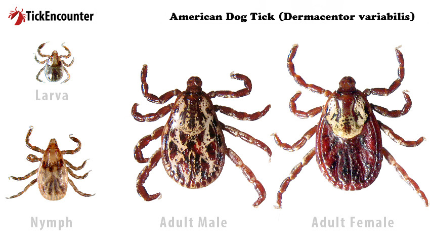 The life stages of an American Dog Tick