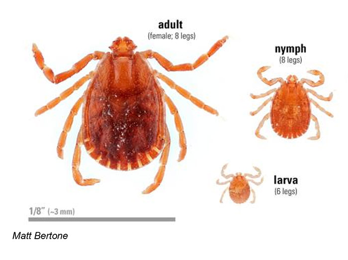 Asian Longhorned tick life stages