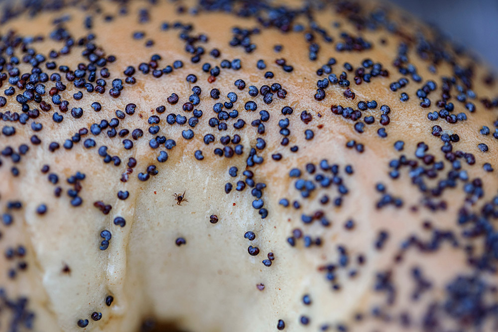 A tick on a poppy seed bagel for size comparison