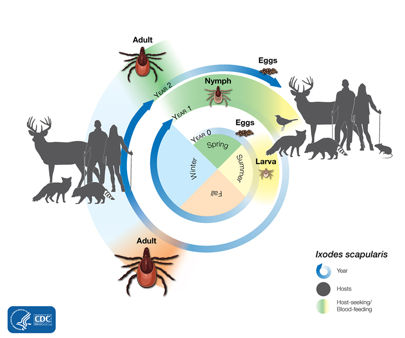 Graphic showing the lifecycle of a blacklegged tick