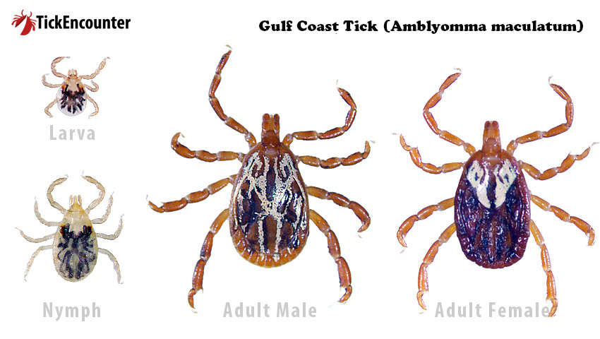 Life stages of the Gulf Coast tick