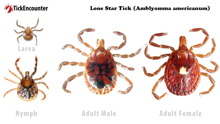 Life stages of the Lone Star tick