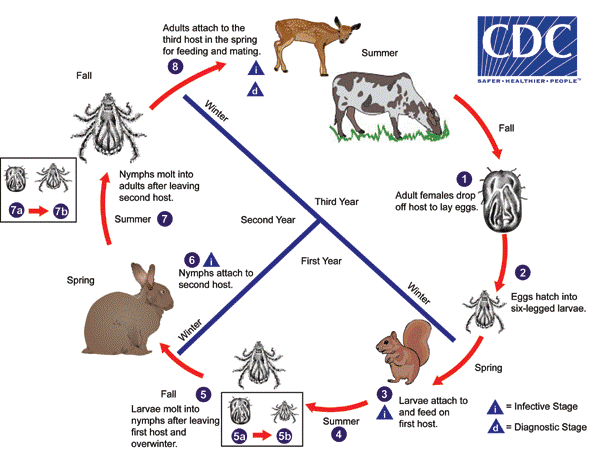 Life cycle of the Lone Star tick