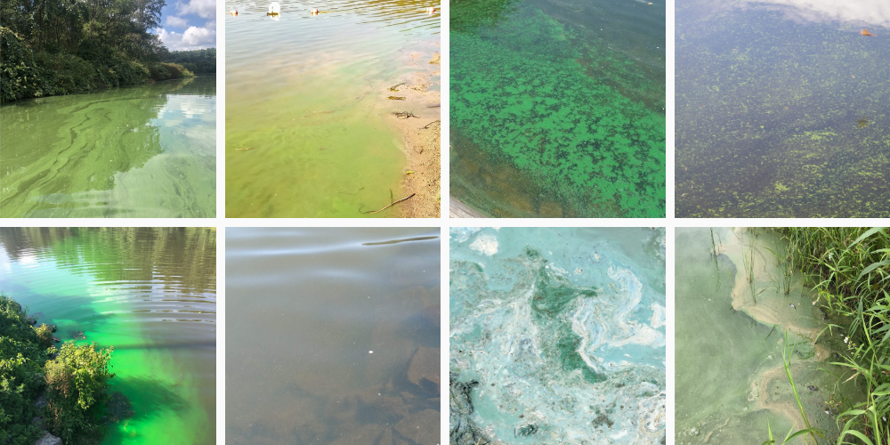 Types of Harmful Algal Blooms