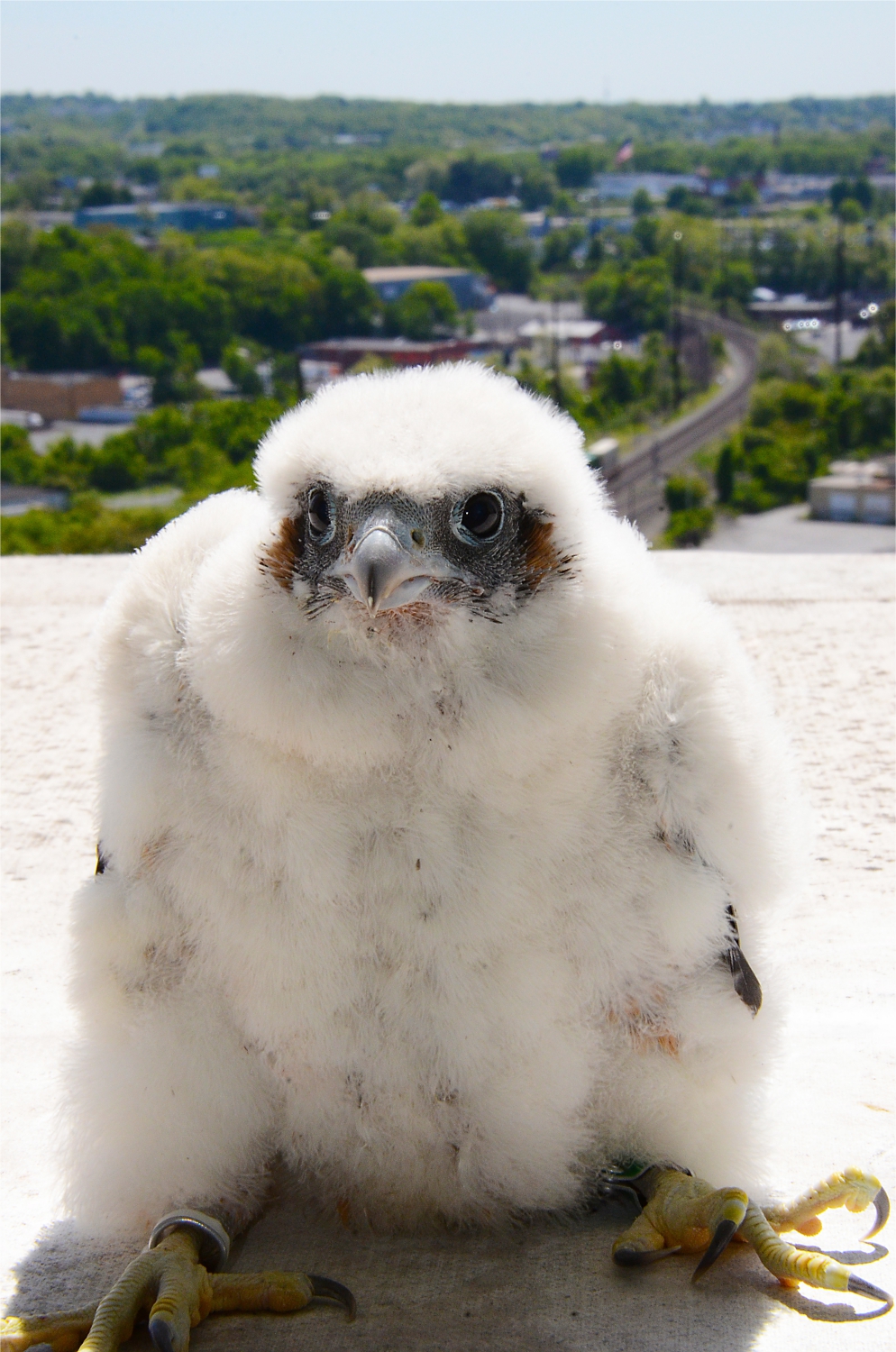 Harrisburg PA Falcon Chick