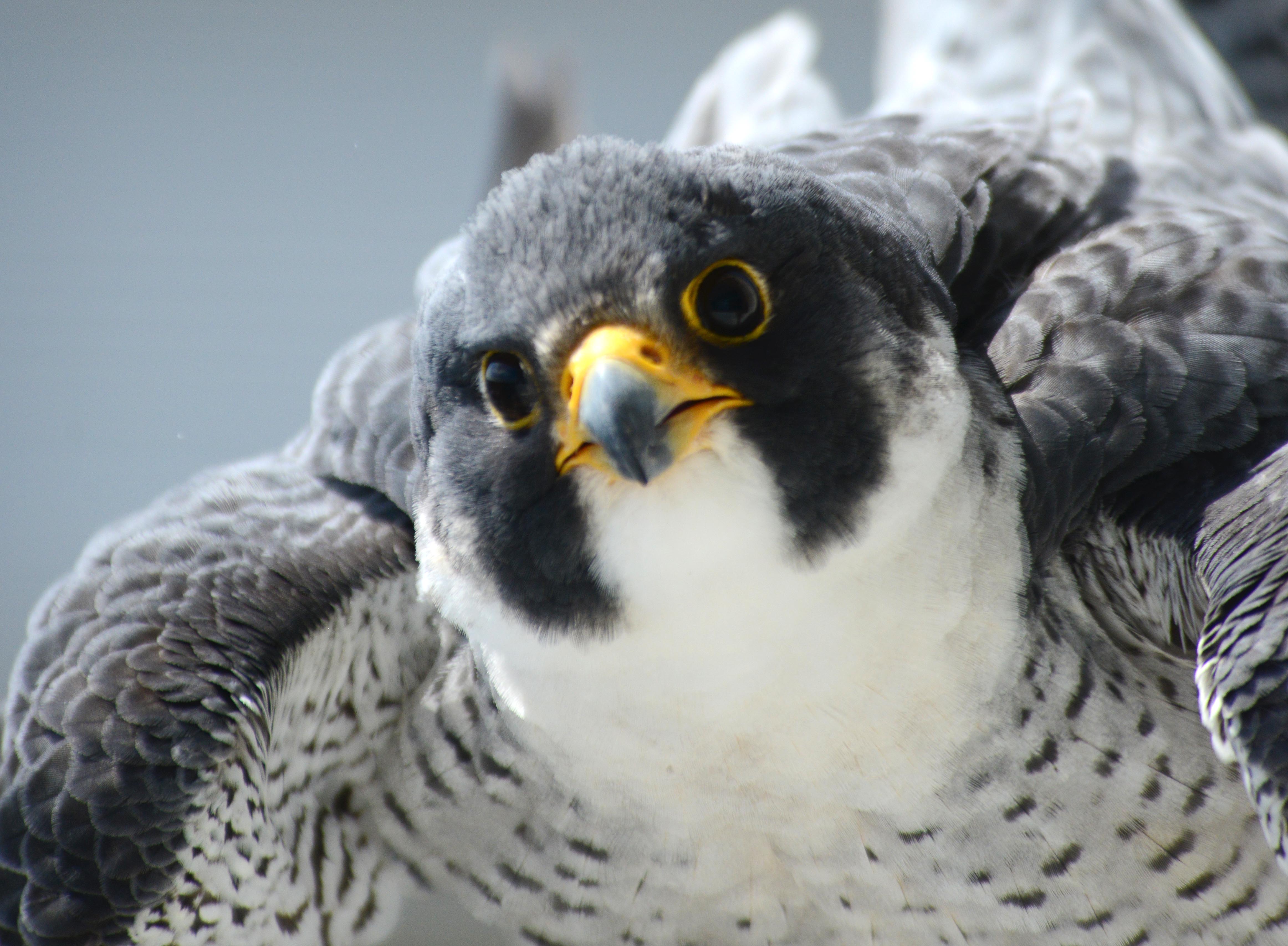Harrisburg PA Falcon Closeup