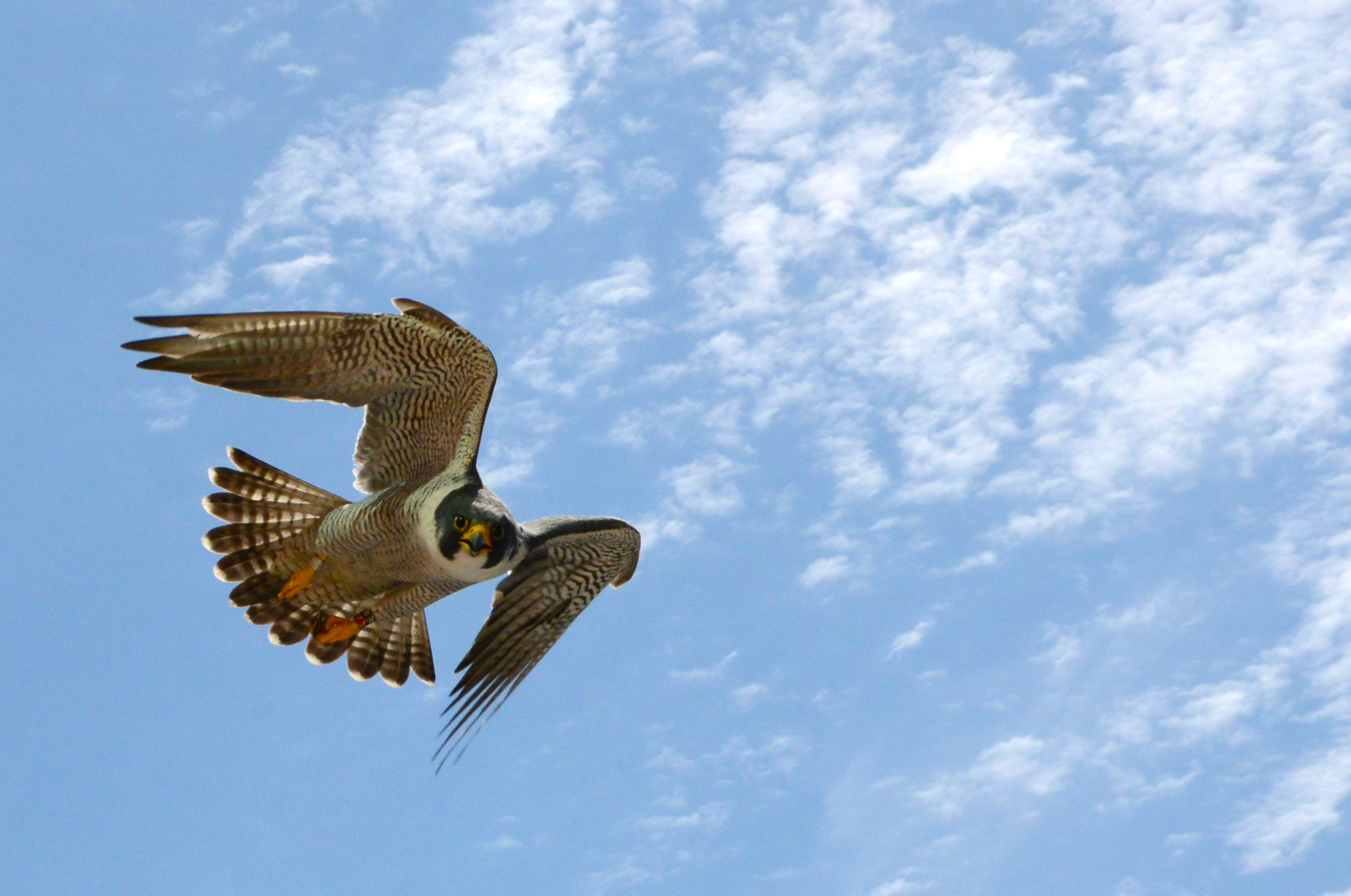 Harrisburg PA Falcon Flyby