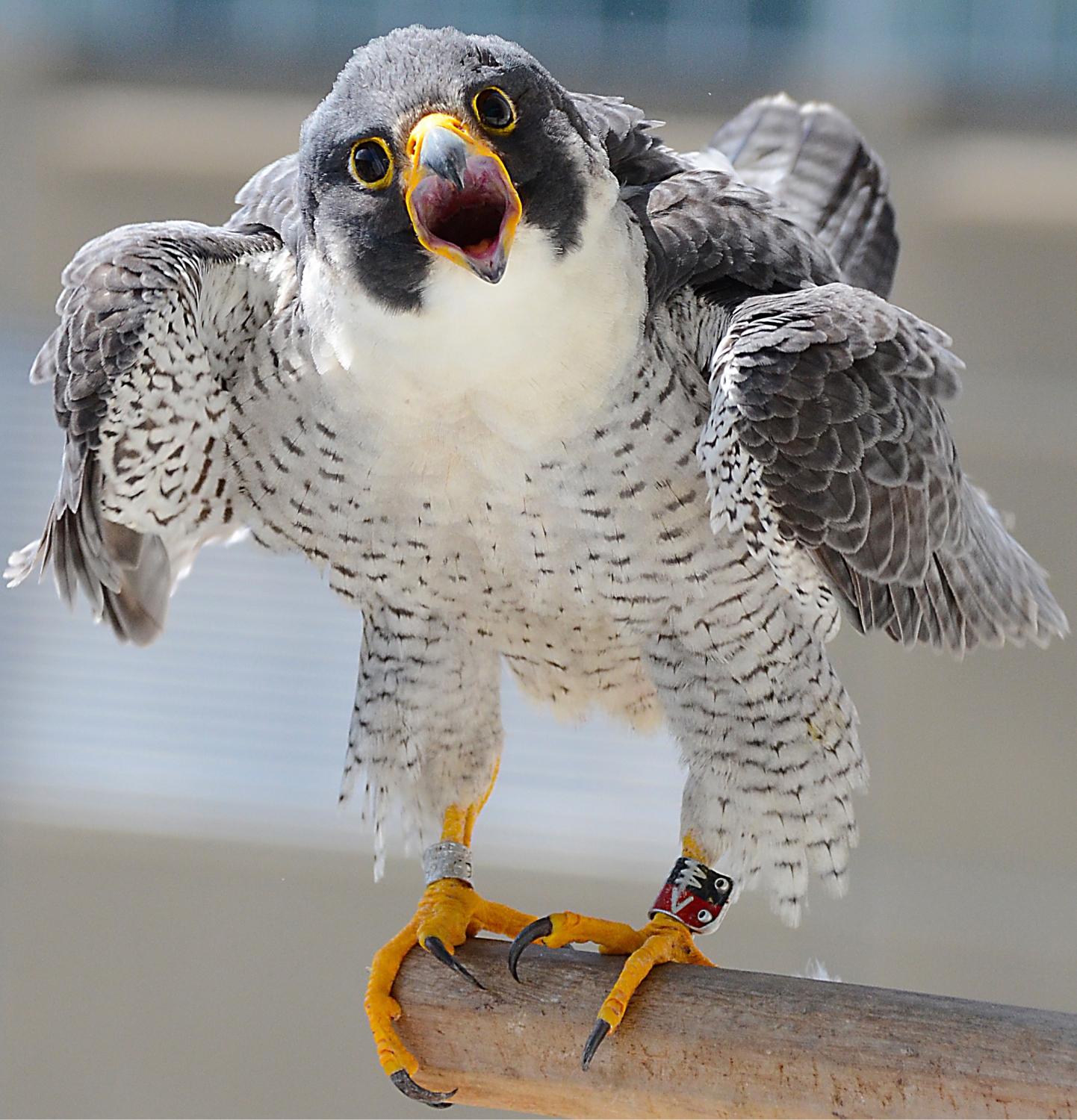 Harrisburg PA Falcon Perch
