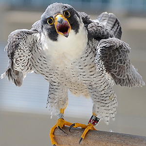 A falcon on the ledge in Harrisburg