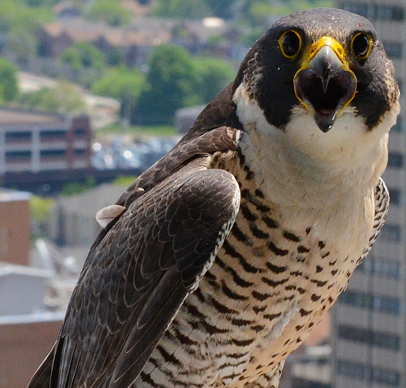 Close up of a peregrine falcon in the city of Harrrisburg
