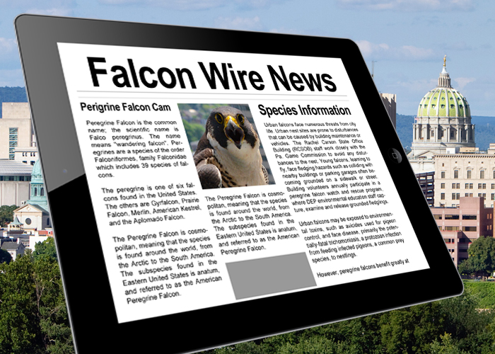 Falcon Wire