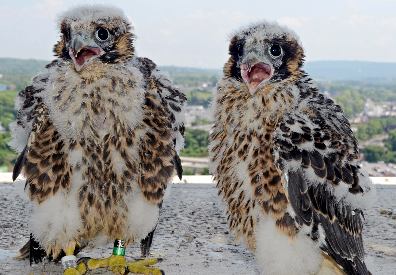 Two juvenile peregrine falcons right after banding