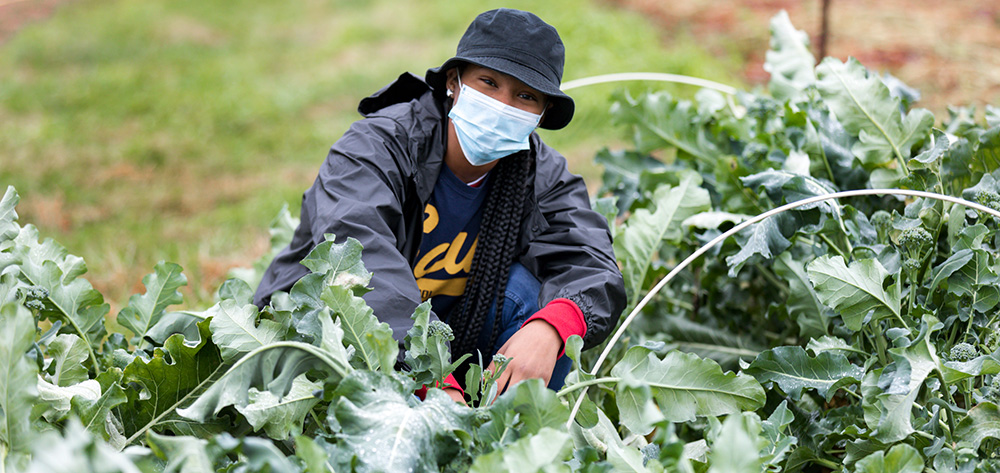 A young girl tends to kale crops in Pennsylvania.jpg