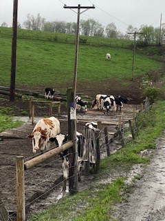 Cows walk on timber mats on a farm in Pennsylvania