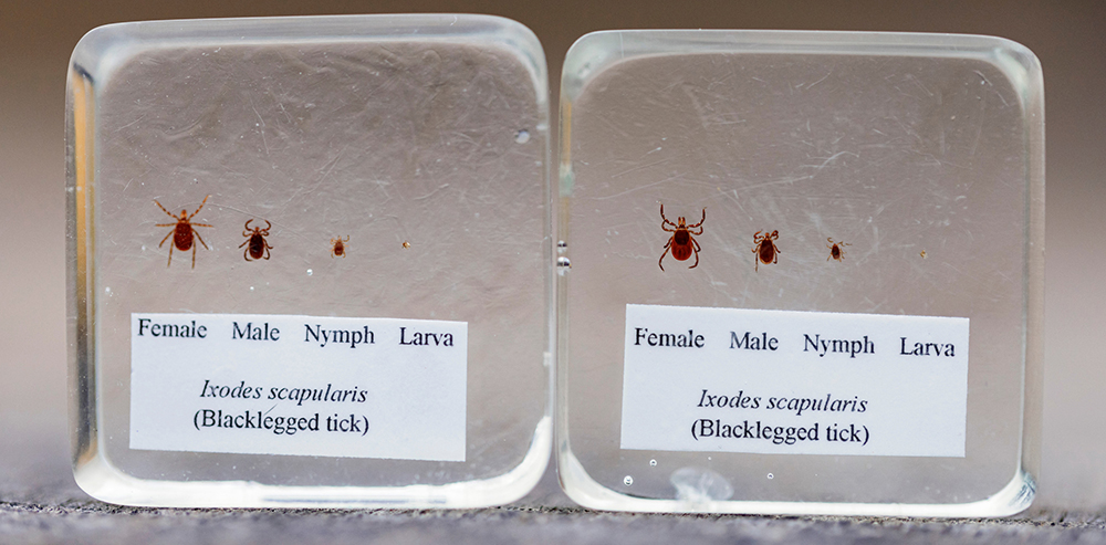 Blacklegged ticks are seen in four life stages in two clear display blocks