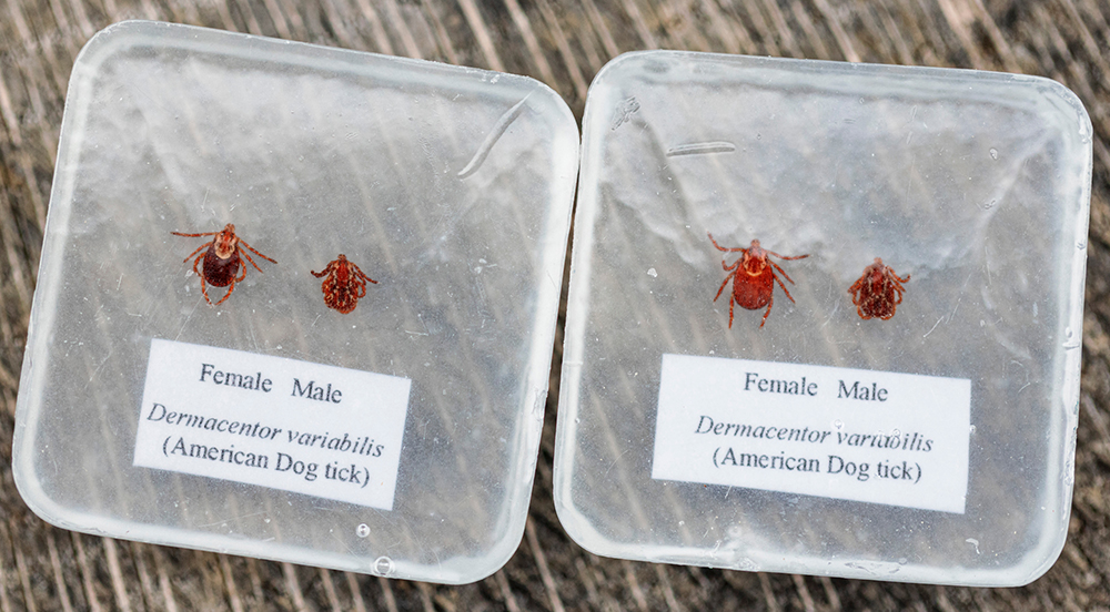 American dog ticks are seen in female and male form in two clear display blocks