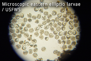 Eastern elliptio larvae