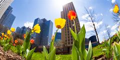 Spring tulips and skyline in Pittsburgh