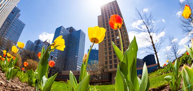 Spring tulips and skyline in Pittsburgh