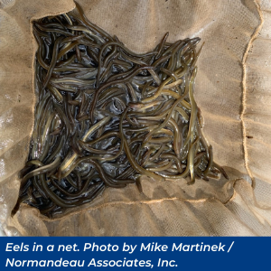 Eels in a net