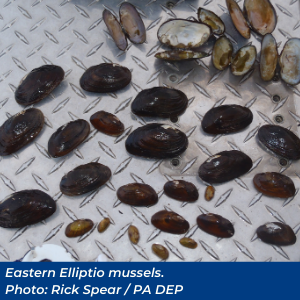 Eastern Elliptio mussels