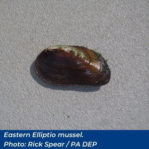 Eastern Elliptio mussel
