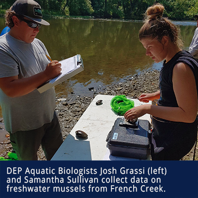 DEP biologists collect mussel data