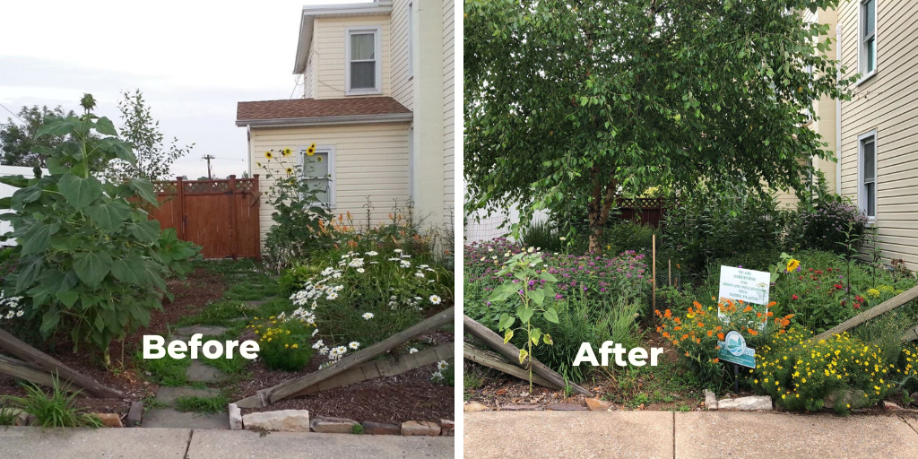 Before and after images of an urban yard in York County is converted to a native plant and flower yard