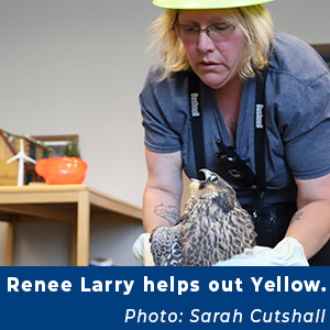 Renee Larry helps out Yellow