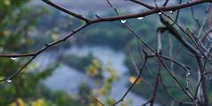 Raindrops on a branch over a Pennsylvania river