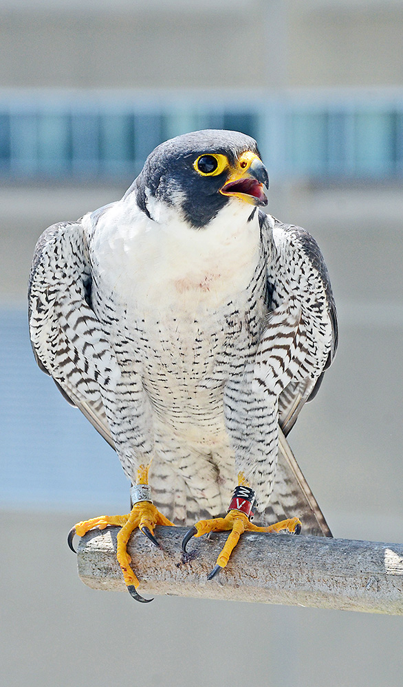 W/V on the Harrisburg falcon ledge