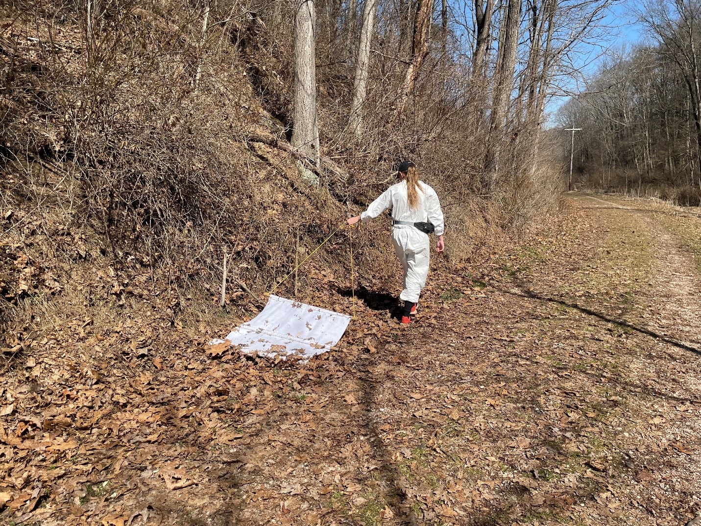 Holly Chapman (DEP) conducts dragging to collect adult Blacklegged ticks.