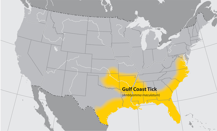 Map of US showing where Gulf Coast ticks are found
