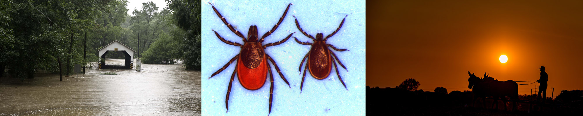 Flooding, ticks, and agriculture
