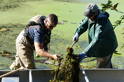 Volunteers work to remove invasive European frog-bit from Pymatuning Reservoir