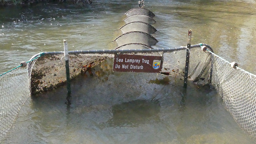 A sea lamprey trap net is a long netting tube that is partially submerged in shallow water.