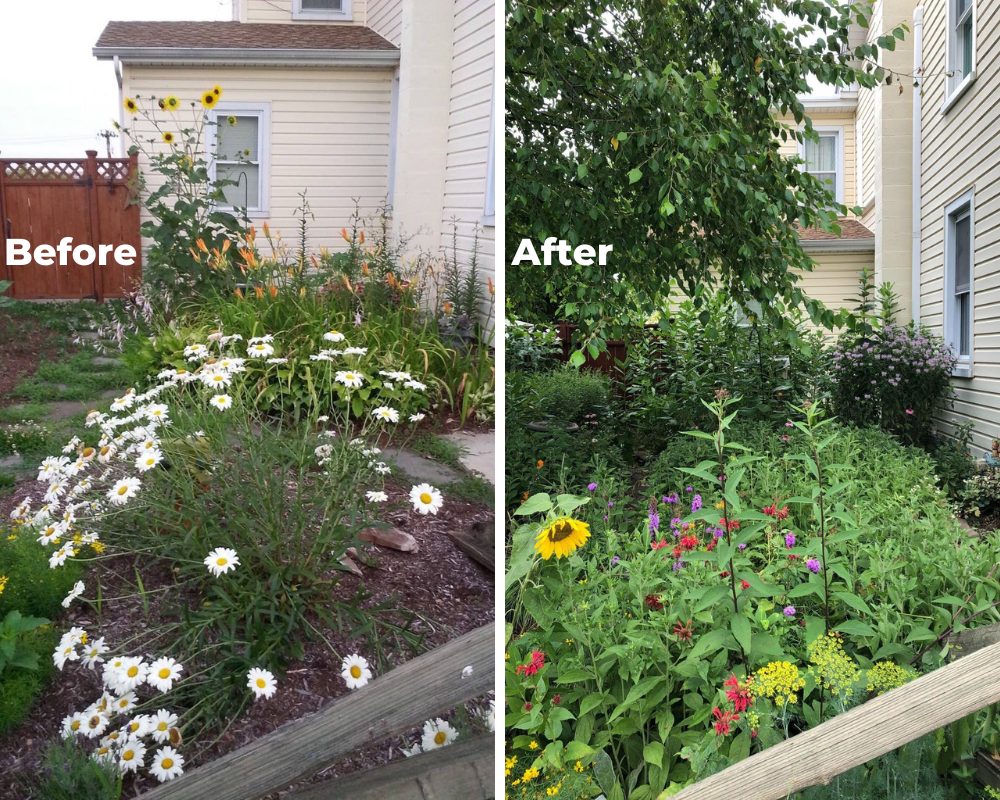 Before and after images of an urban yard in York County is converted to a native plant and flower yard